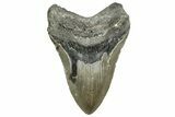 Fossil Megalodon Tooth - North Carolina #328405-1